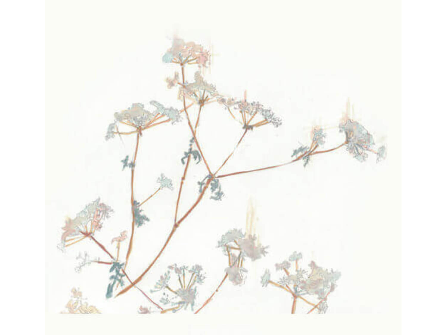 Hatton Daniels Blaufränkisch 2019 image 0