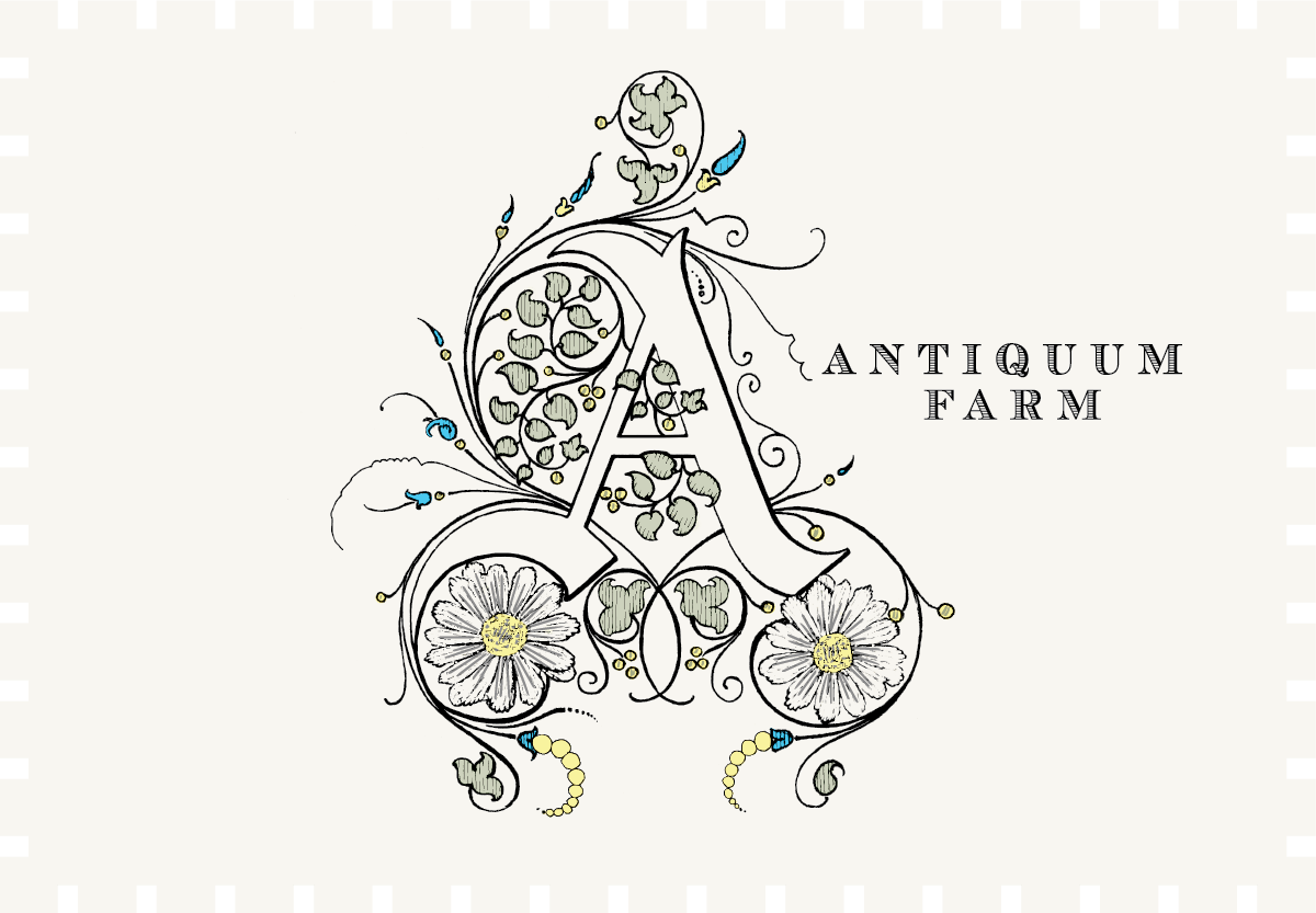 Antiquum Farm Daisy Pinot Gris 2022 image 0