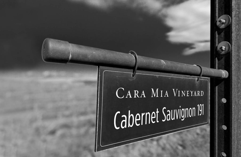 Cadence Bel Canto Cara Mia 2017 image 2