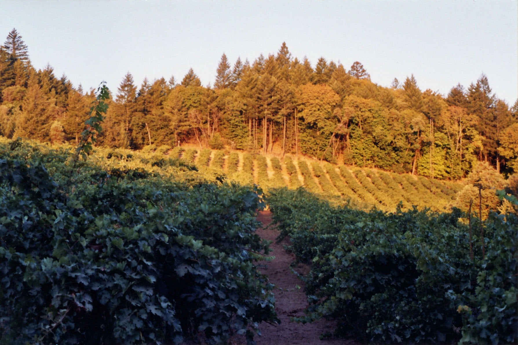 DeSante Old Vines White Field Blend 2019 image 2