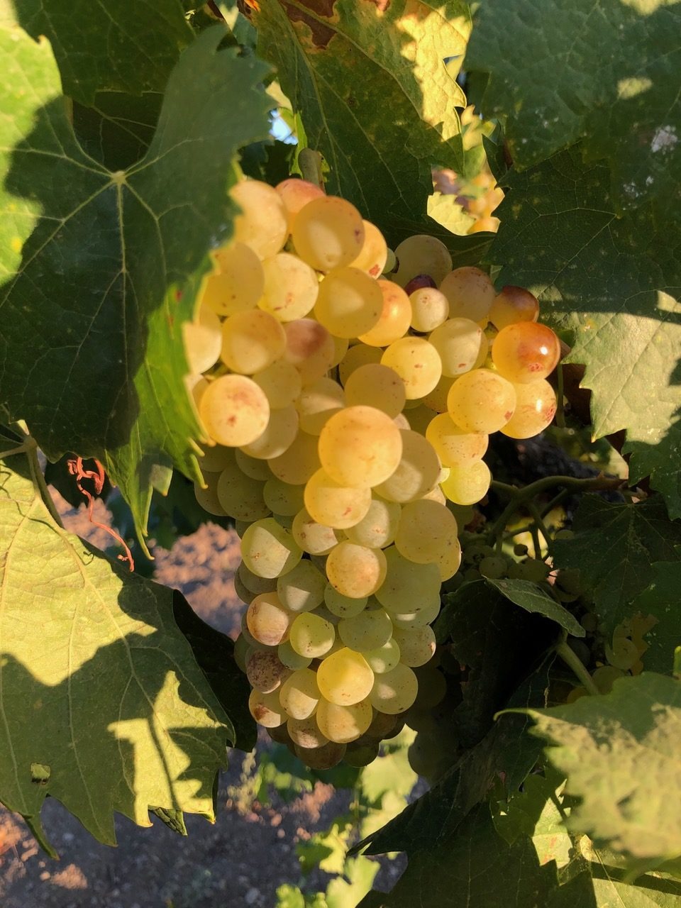 DeSante Proof 2019 image 1
