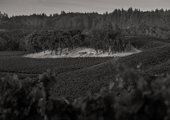 Hunter Glenn Sonoma Chardonnay 2021