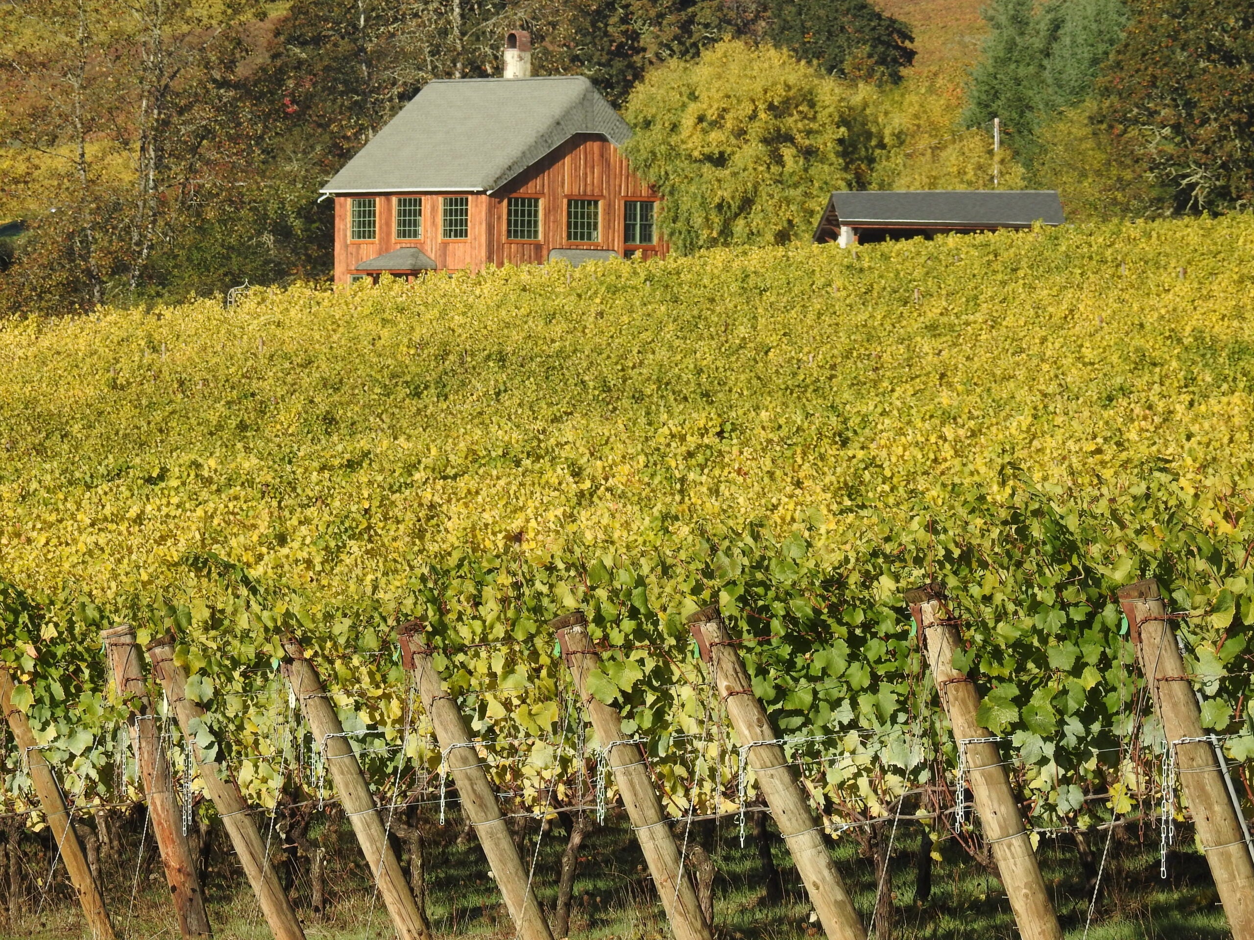 Antiquum Farm Aurosa Pinot Gris 2022 image 2