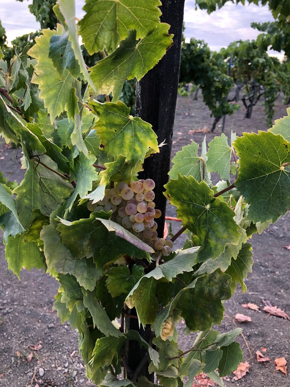 DeSante Old Vines White Field Blend 2019 image 3