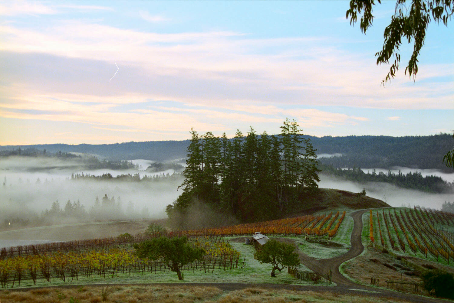 American Wine region trees on top of a fog enshrouded vin yard