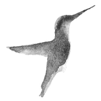 Monte Rosso Sangiovese; Very simple rectangular white label with monochrome picture of a hummingbird