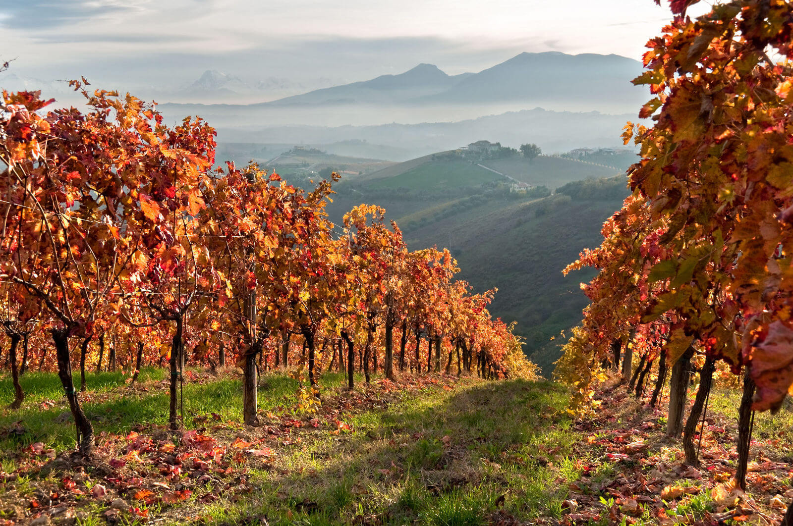 Autumnal image of vines stretching down the mountain of an Ally Wines producer vin yard