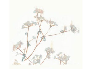Hatton Daniels Blaufrankisch Mokelumne Glen2019; Rectangular label with very pale yellow mottled background, with several umbelliferous flowers.