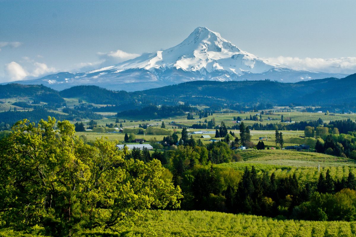 wine trip washington rolling vineyards with snowy mountain in background