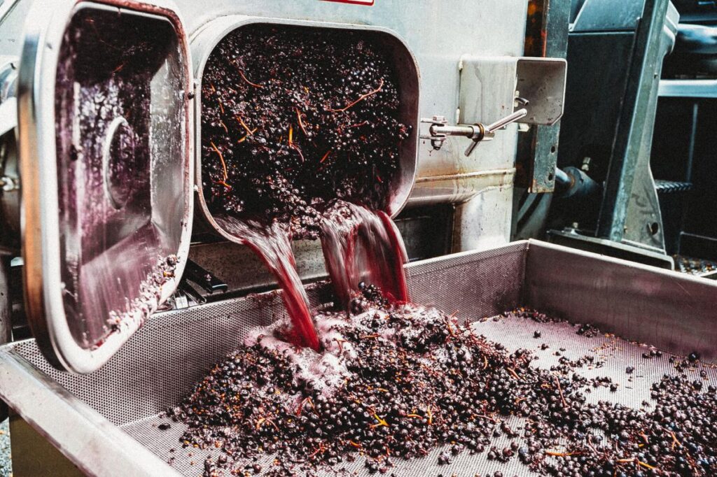 Tannins in wine - grape juice pouring out of huge vats and covering the grapes