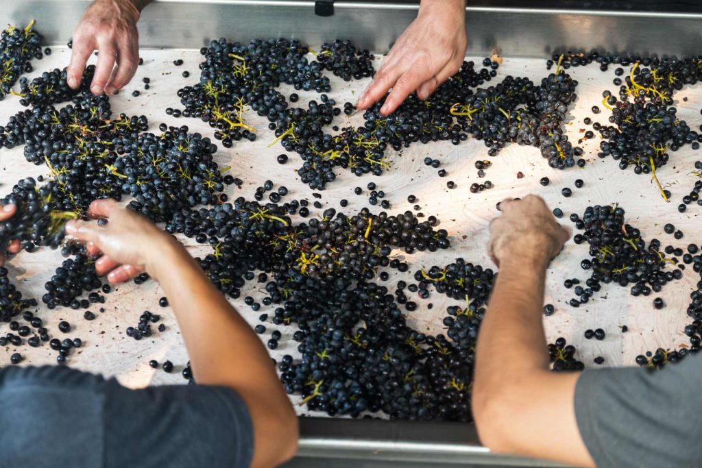 growers taking the stalks off of grapes for wine